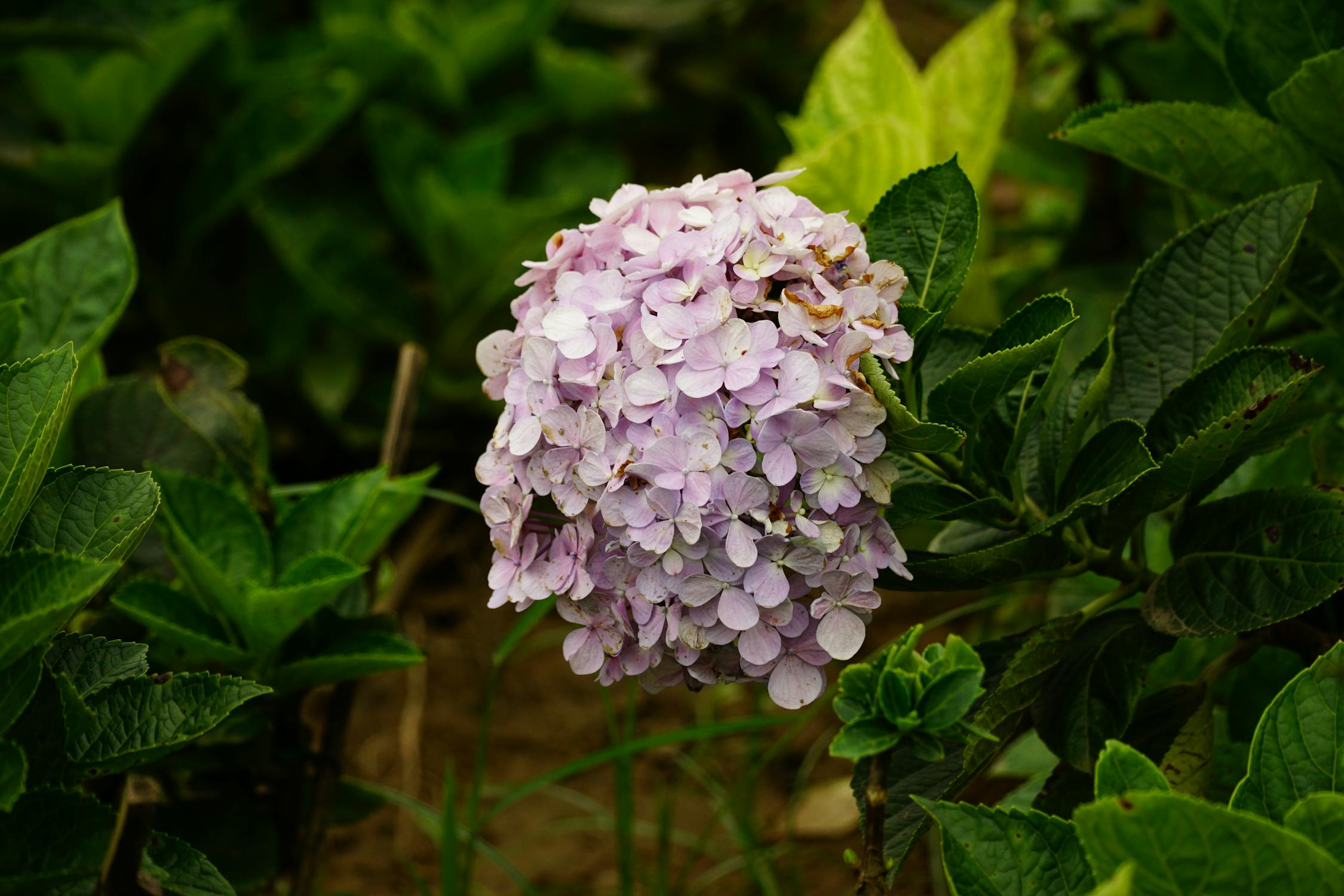 紫陽花の花