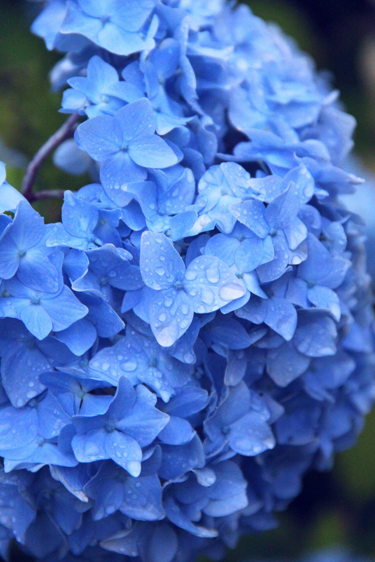 雨に濡れる紫陽花