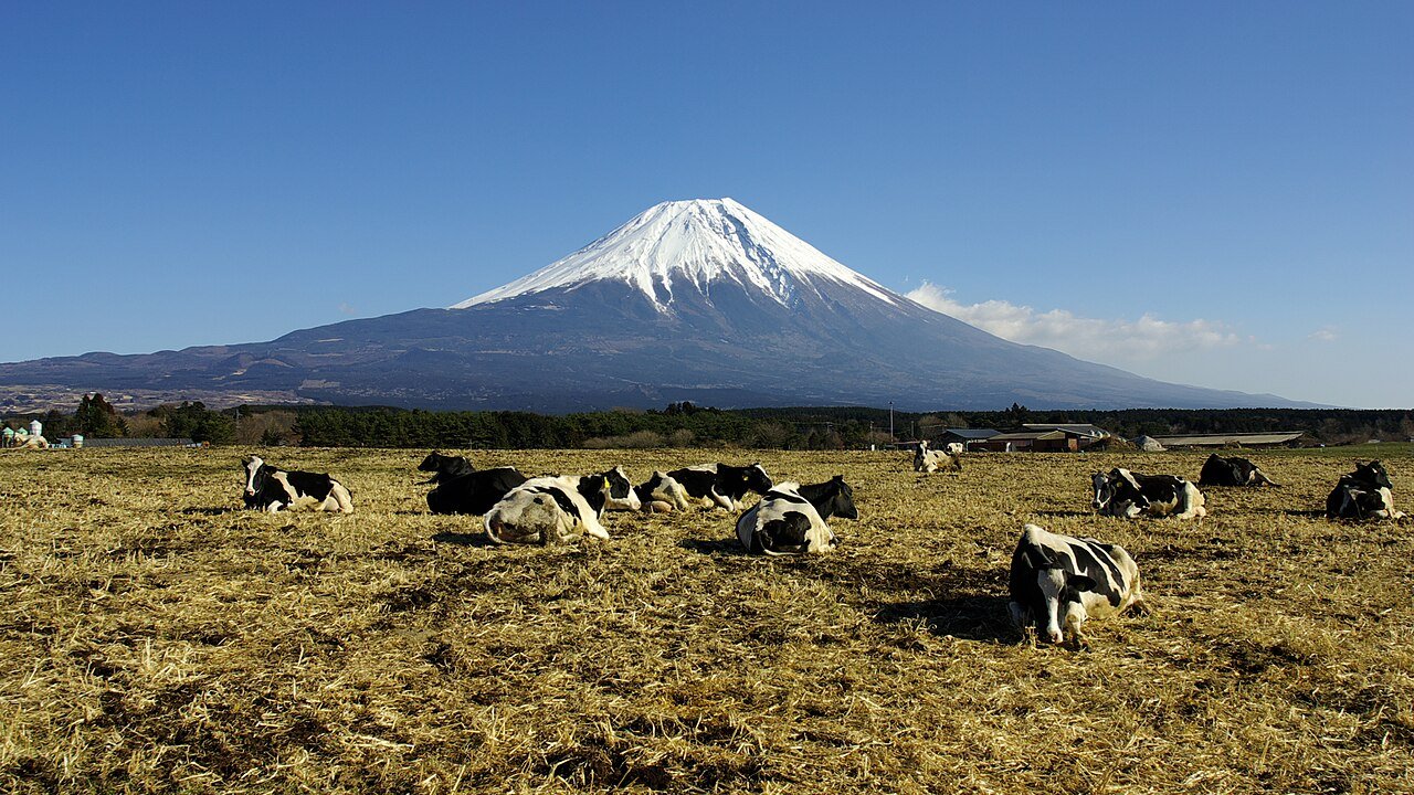 朝霧高原から望む富士山と牧草地