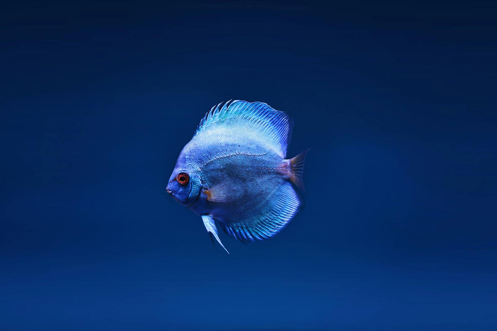 水槽を泳ぐ魚 赤ちゃんも見入る水族館の風景