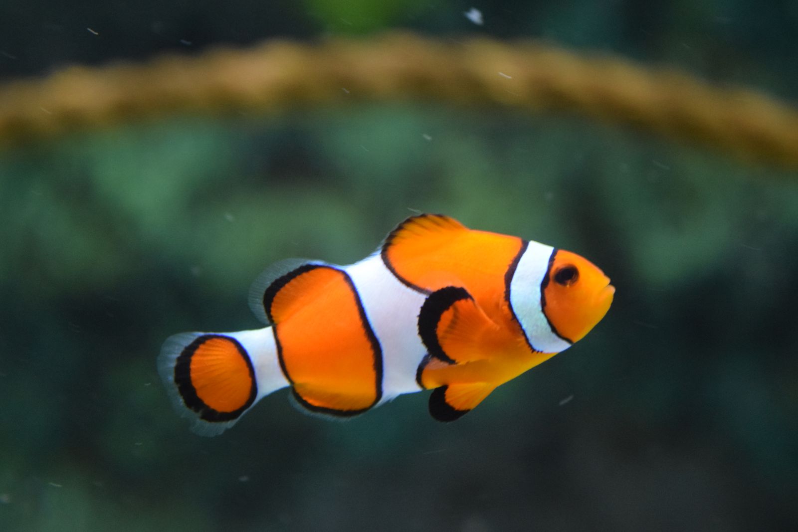 水族館の魚 赤ちゃん連れでも楽しめる静岡のお出かけスポット