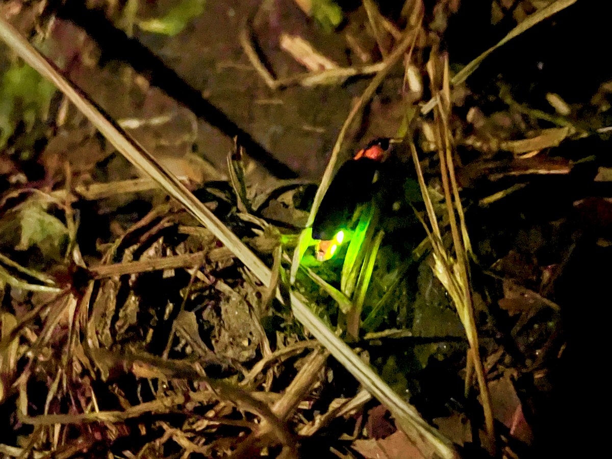 夜の草むらで強く発光するゲンジボタルの接写
