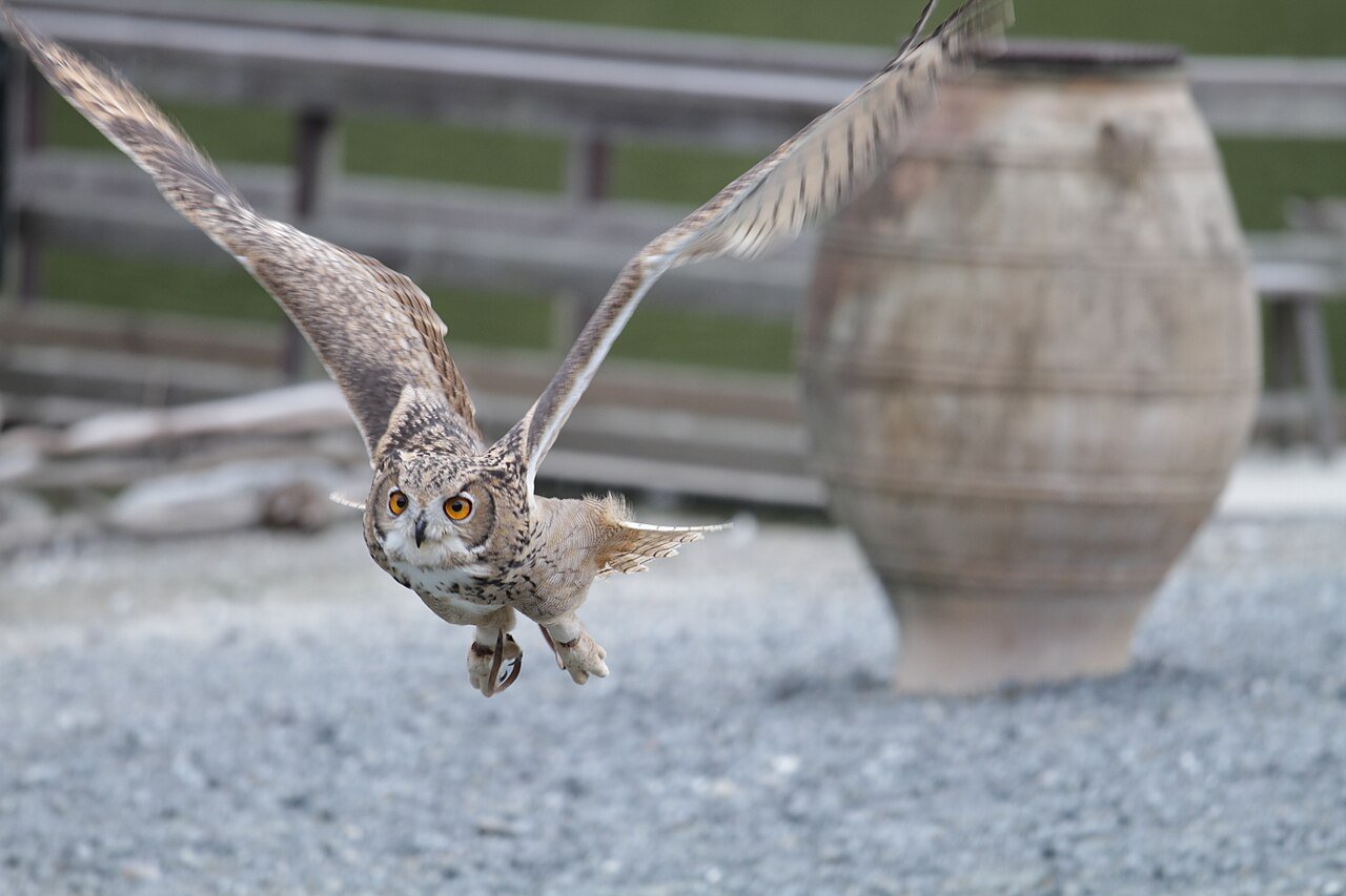掛川花鳥園のフクロウ