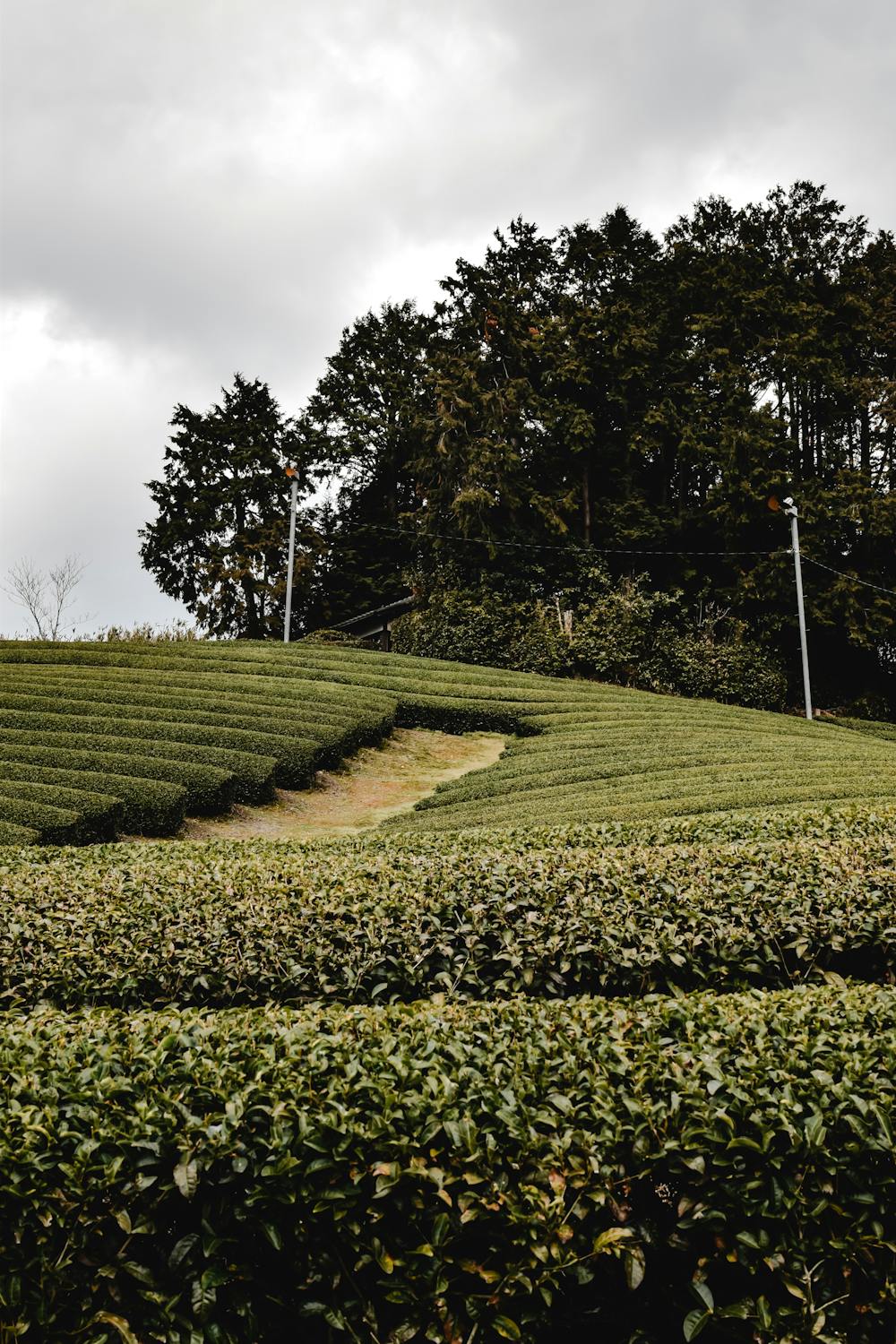 静岡茶を使った抹茶スイーツのイメージ