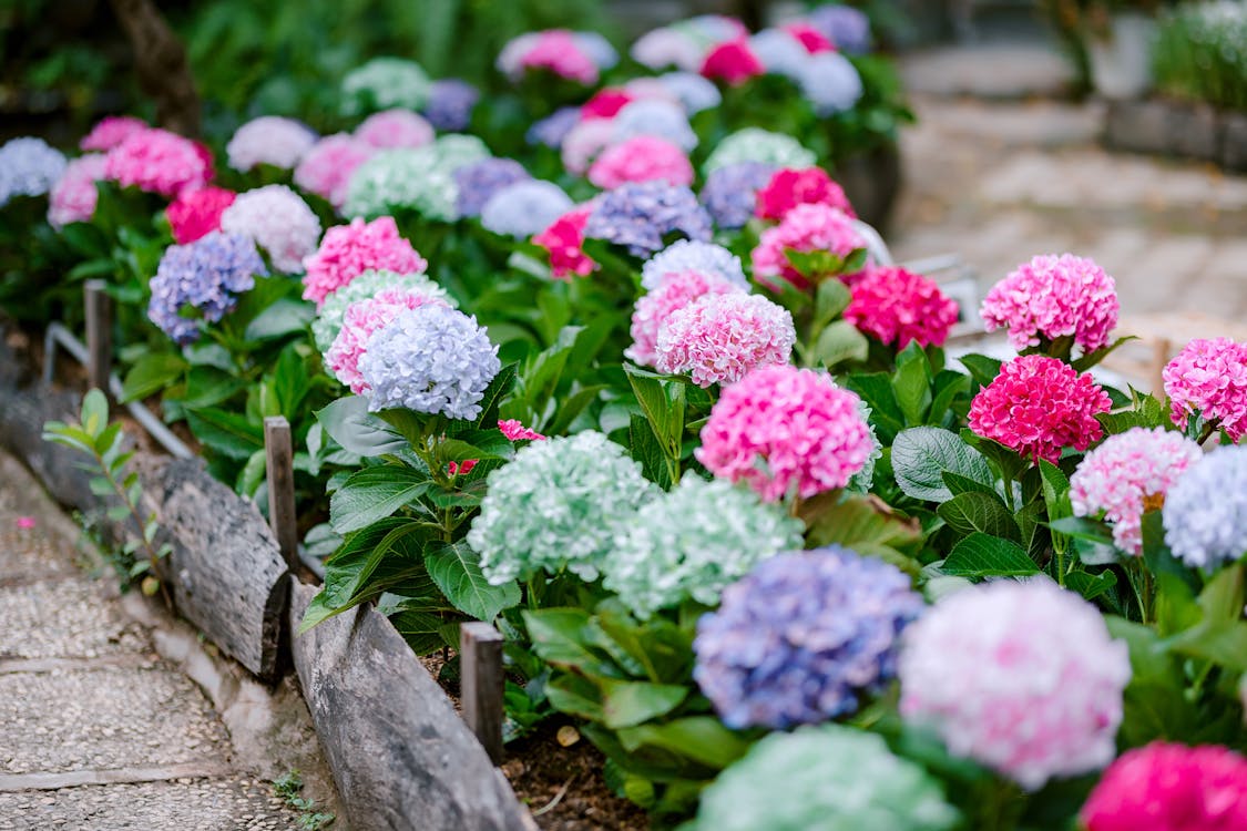 色とりどりの紫陽花が咲く庭園の風景