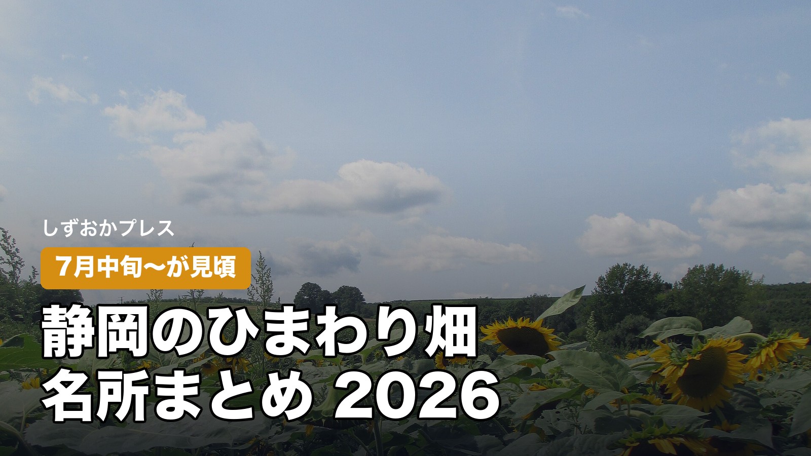 静岡県のひまわり畑名所まとめ2026