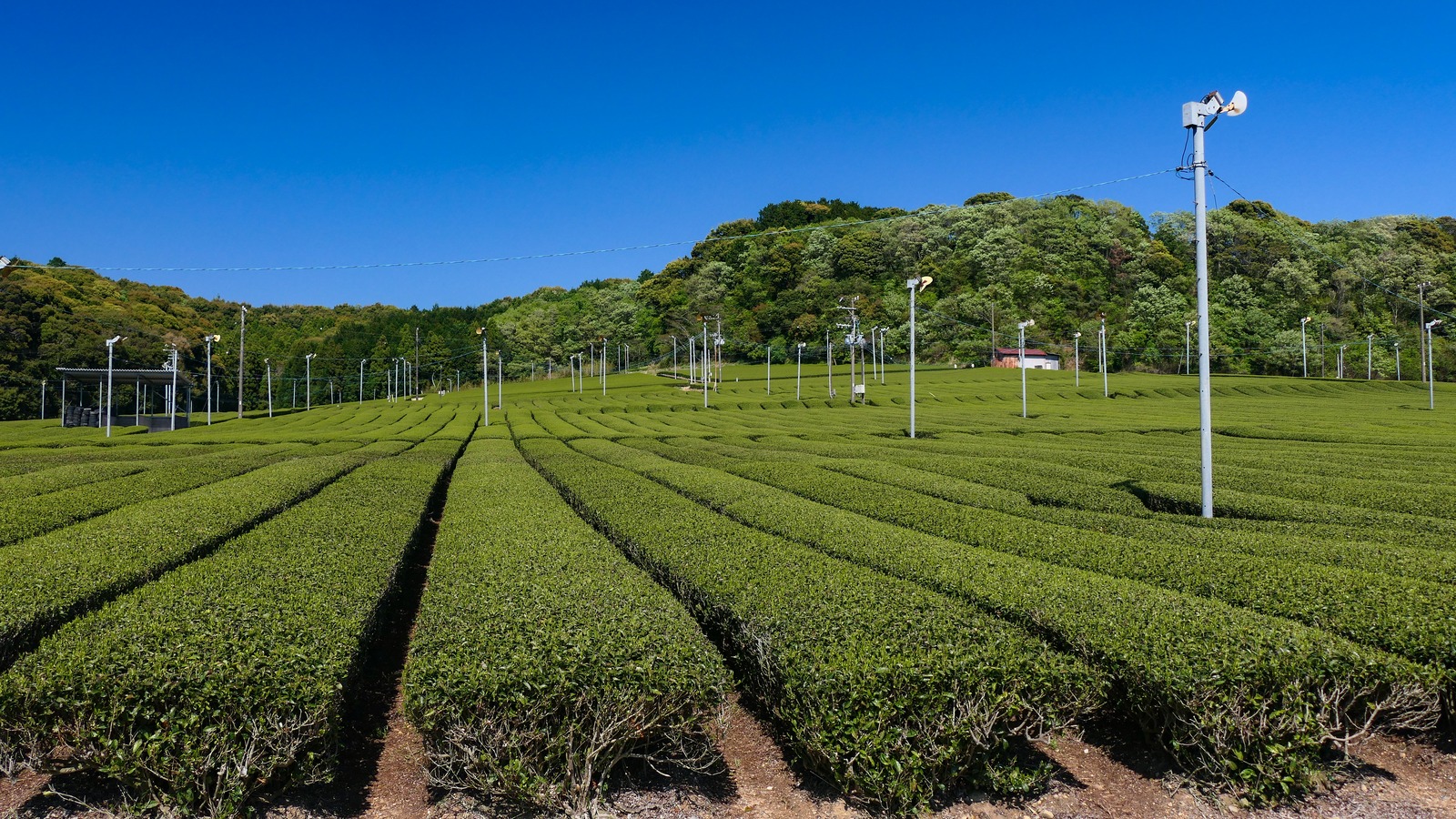 茶摘み体験