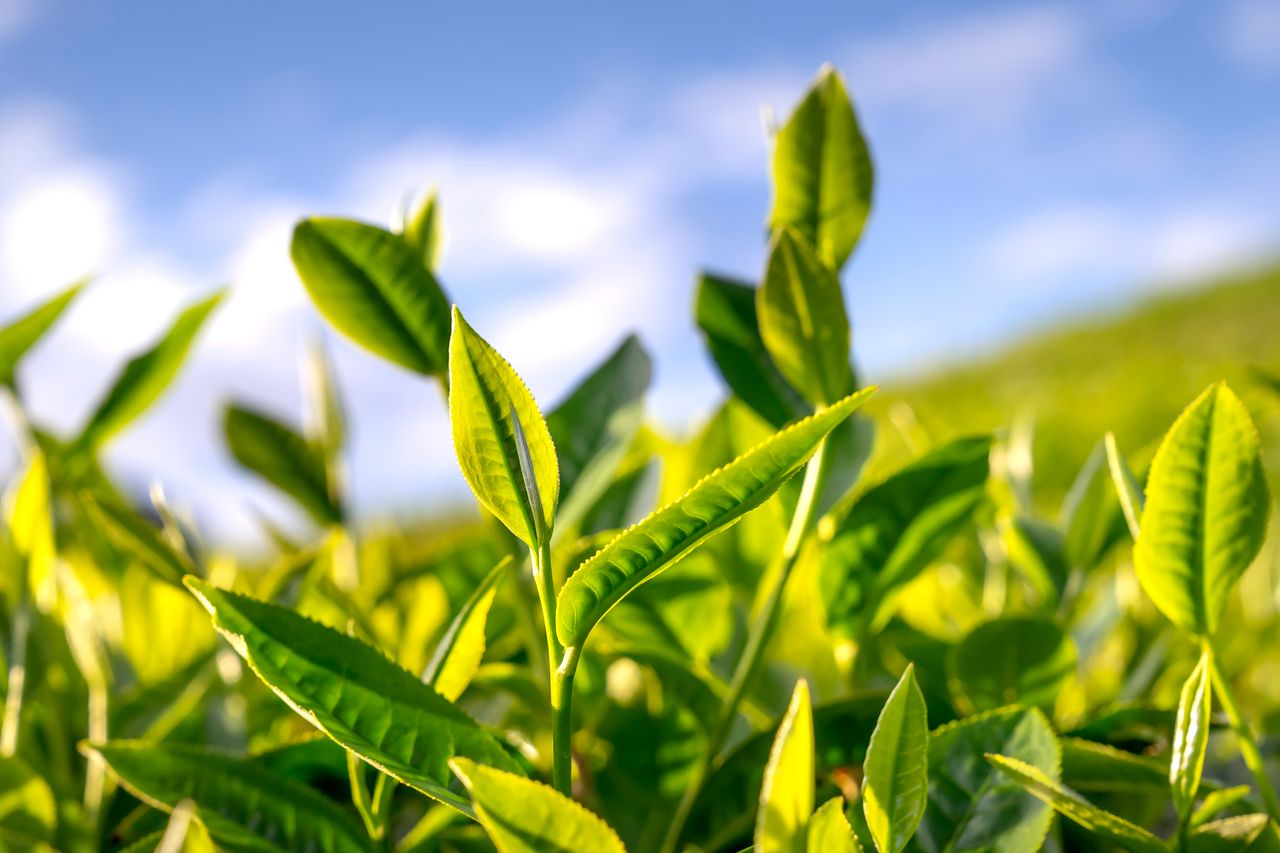 静岡茶の茶葉