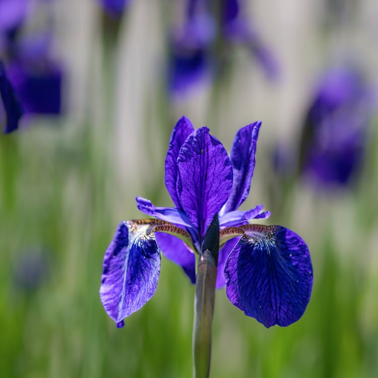 紫の絶景・花菖蒲とラベンダーのイメージ