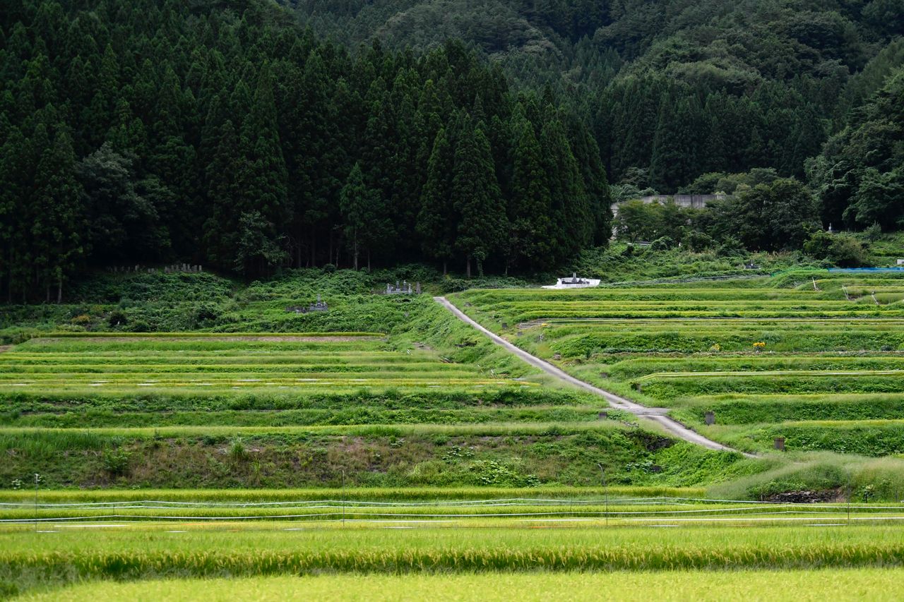 静岡の夏の里山風景