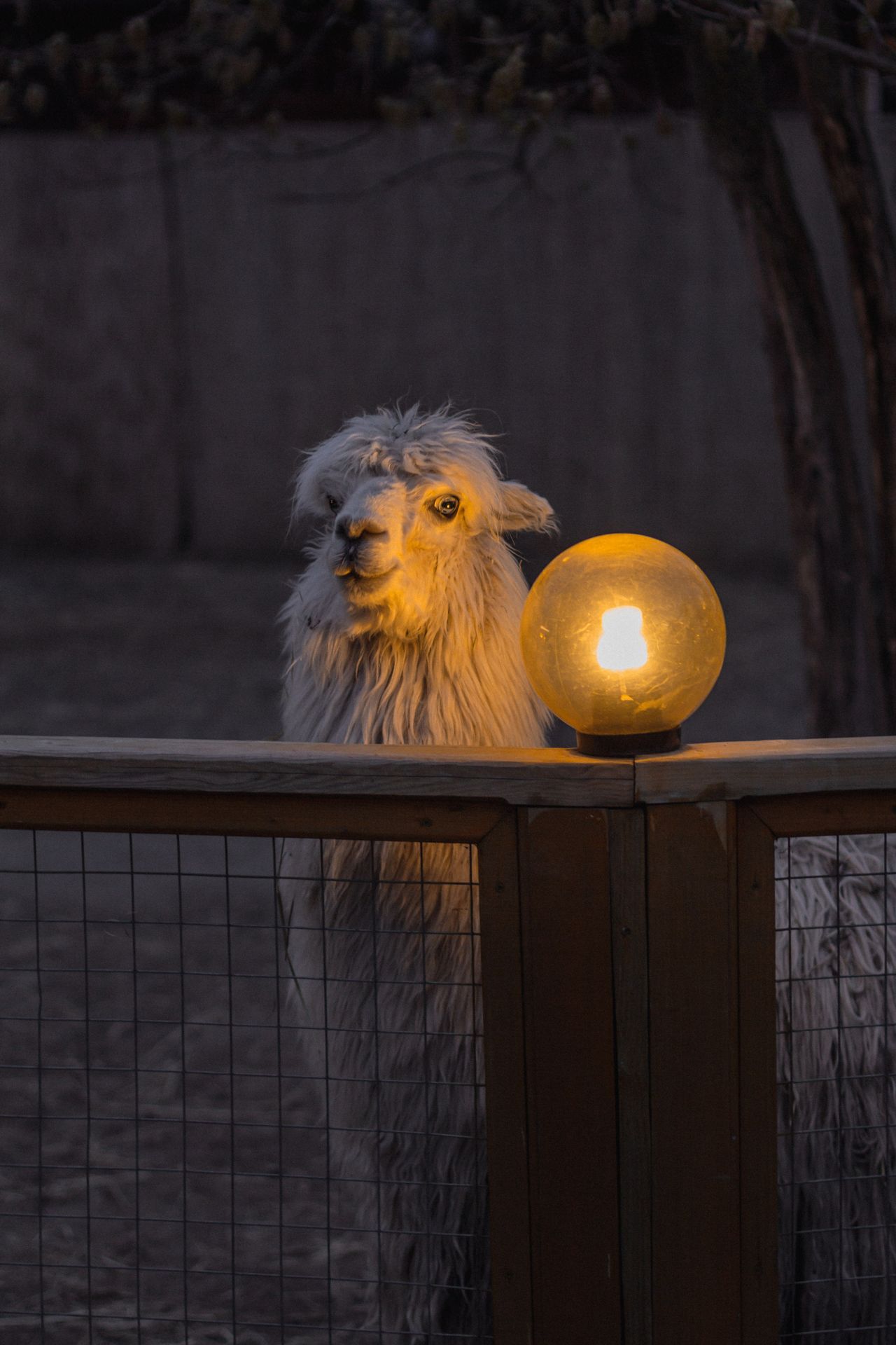 夜の動物園の動物
