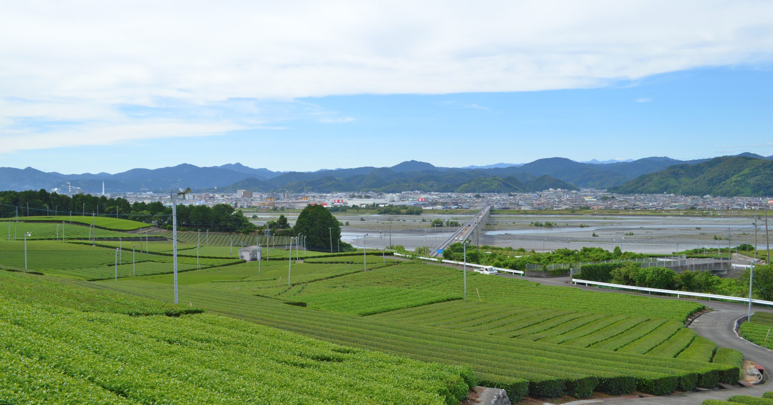 牧之原台地の茶畑