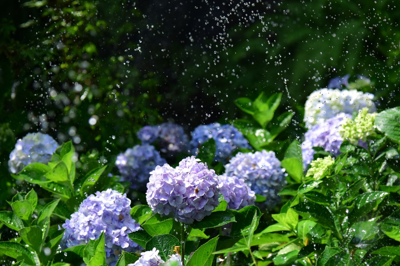 紫陽花の花