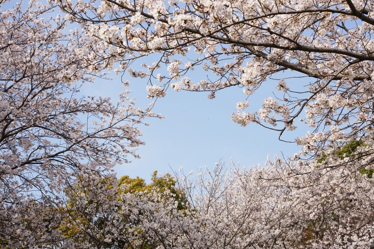 静岡の桜 ソメイヨシノ満開