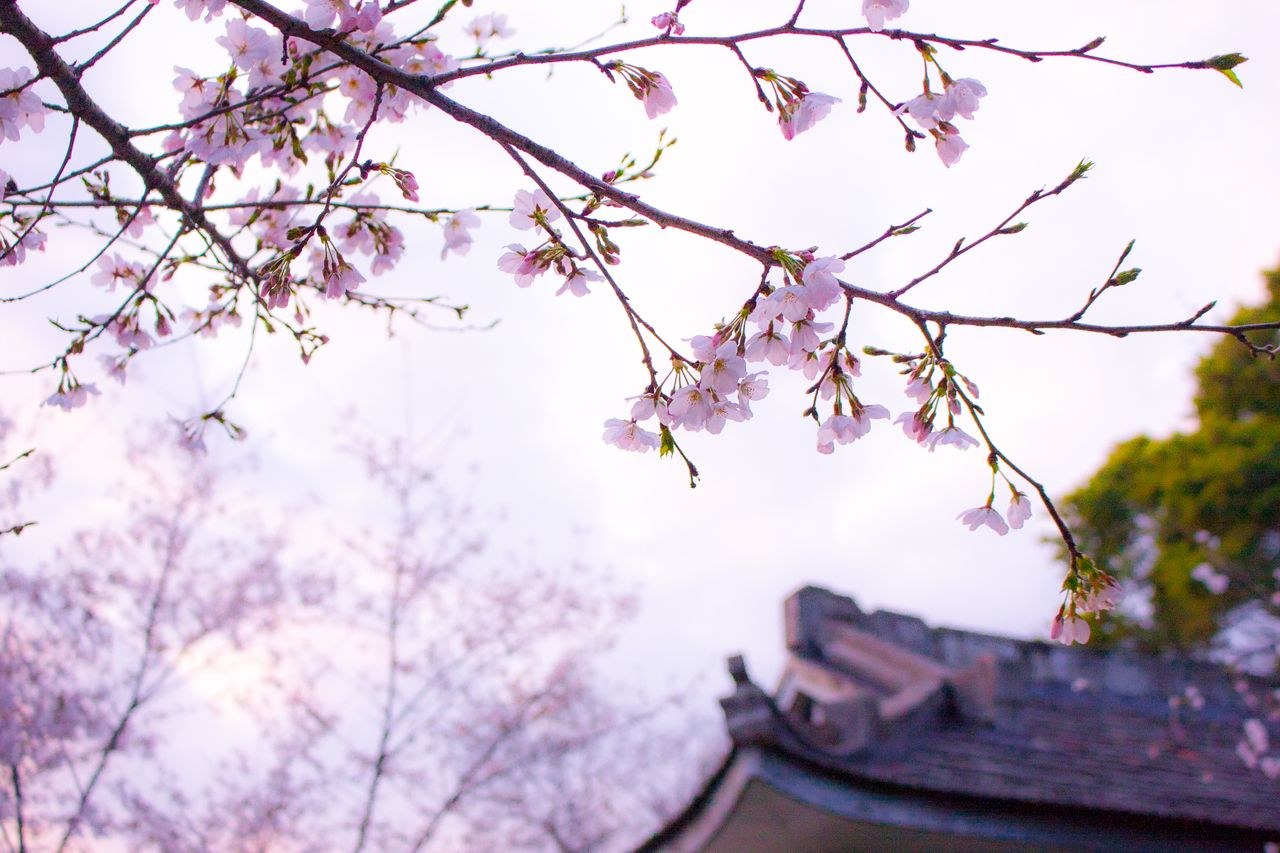 神社とソメイヨシノ