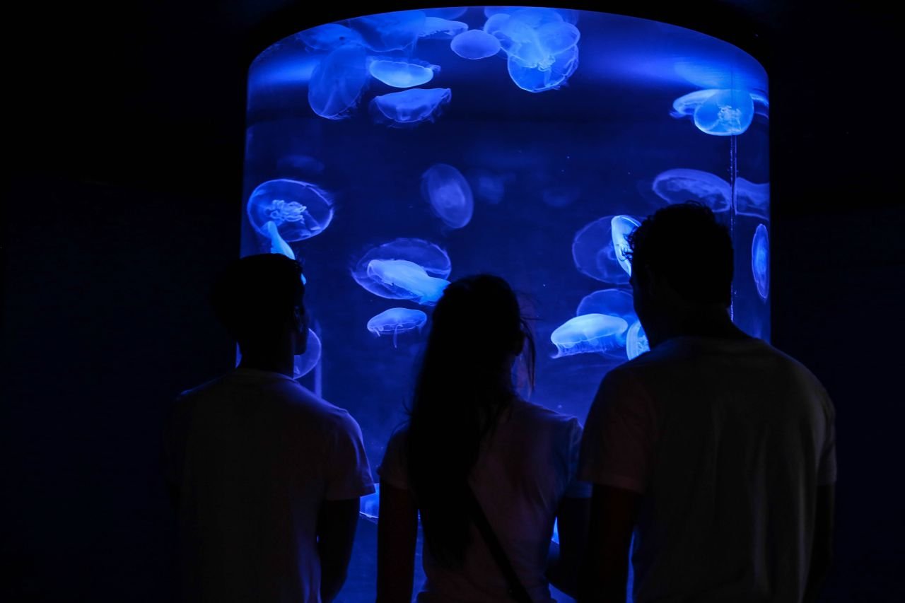水族館で水槽を眺める様子(イメージ)
