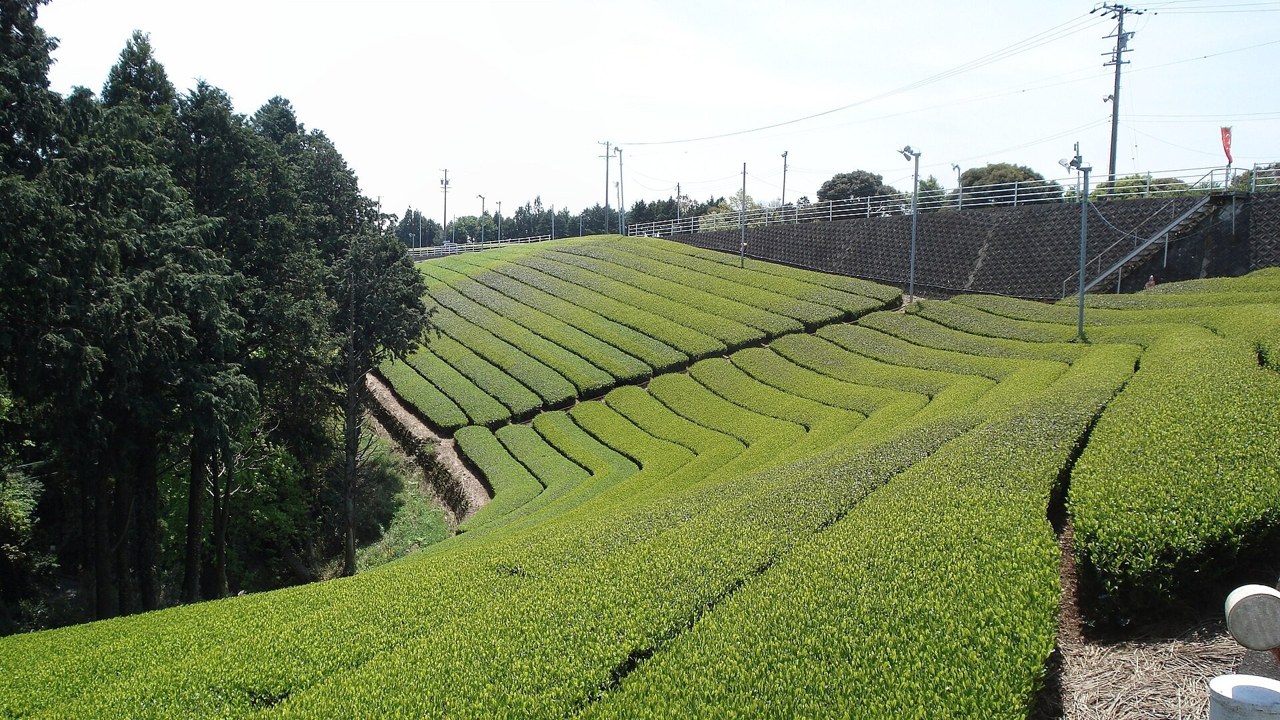 うねりが美しい牧之原の段々茶畑