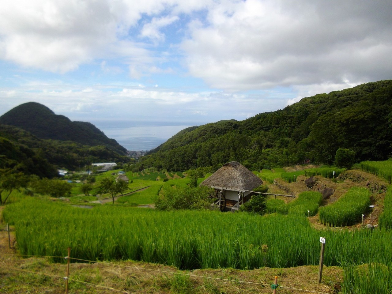 駿河湾を望む松崎・石部の石積み棚田