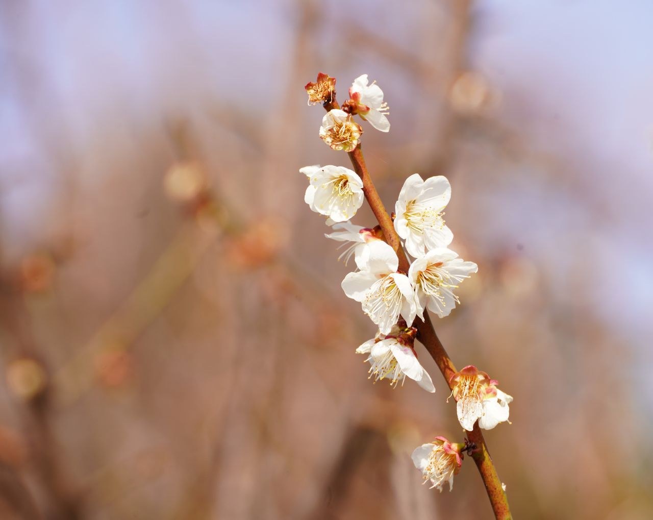 白梅と青空。梅は桜より早く、葉が出る前に花だけが咲くのが特徴