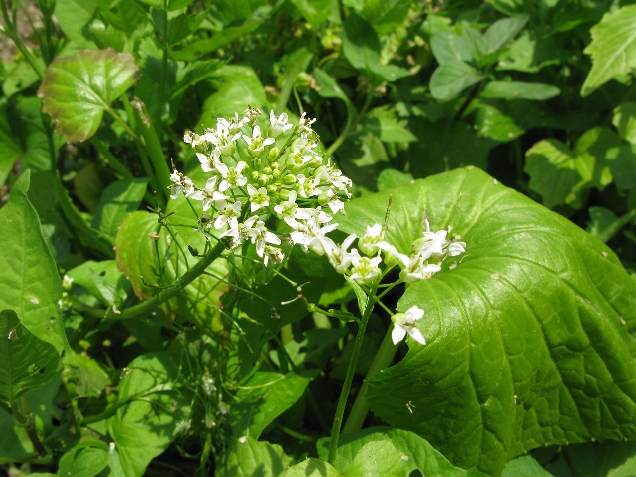 伊豆のわさびの花のクローズアップ