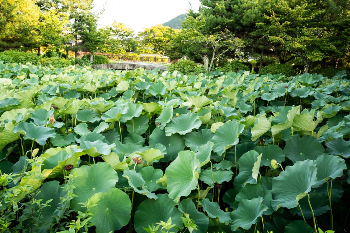 蓮の葉が広がる池と緑の公園