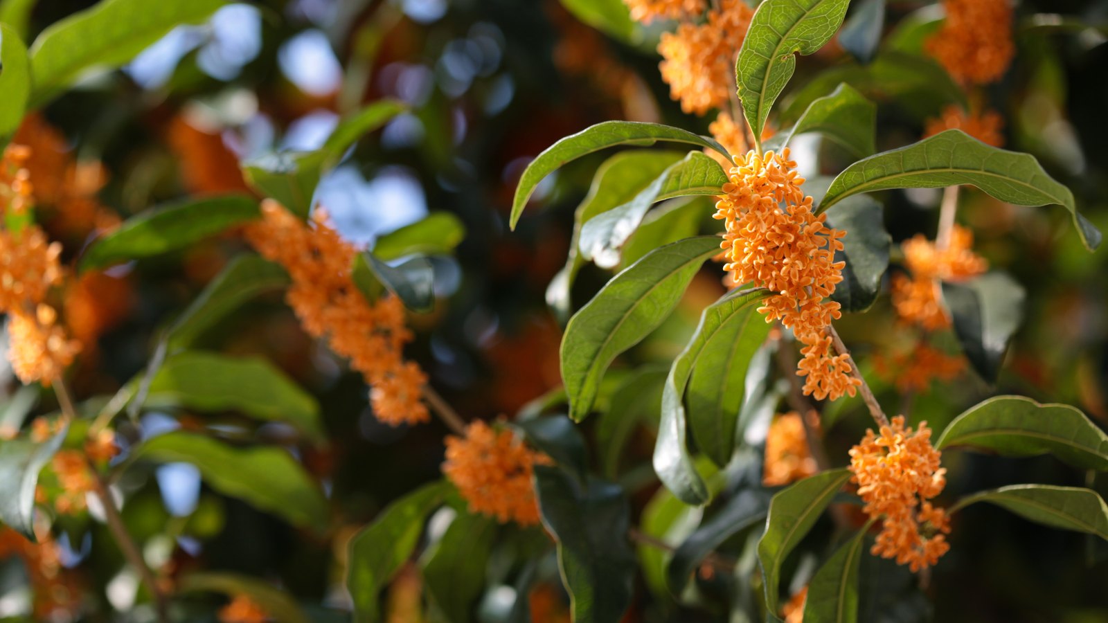 満開のキンモクセイの小花（イメージ）