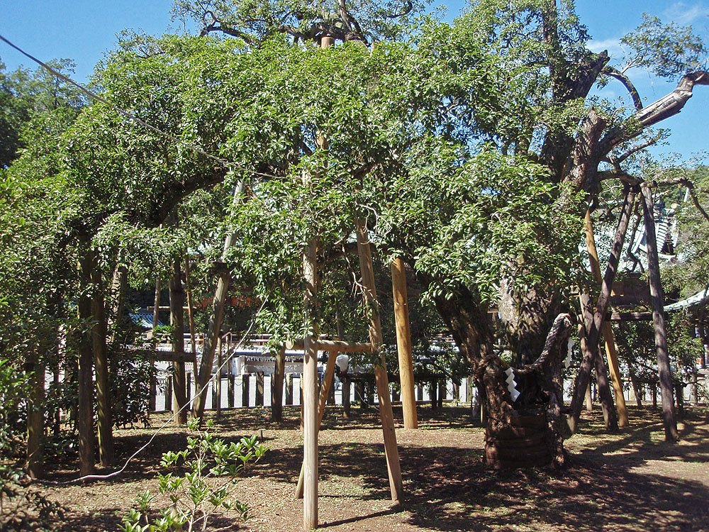 三嶋大社の金木犀（国指定天然記念物・開花期）