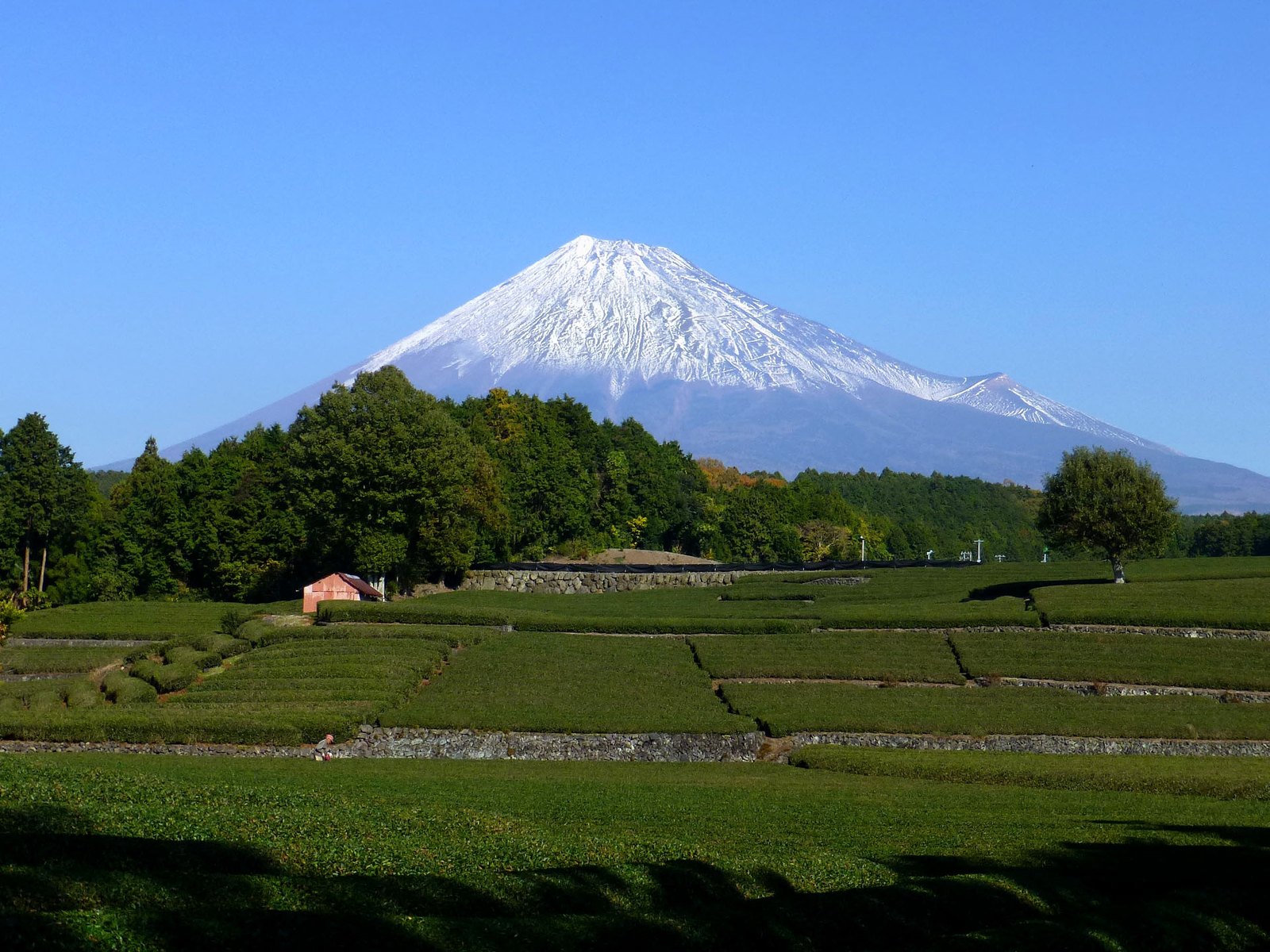 大淵笹場の茶畑と冠雪の富士山