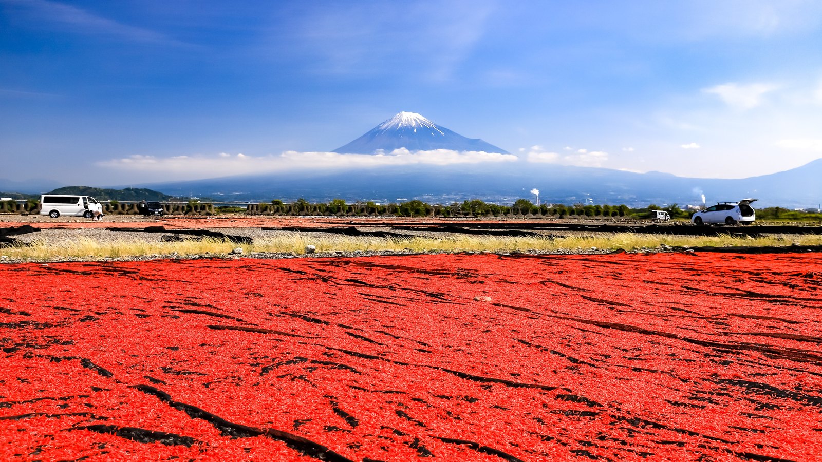 富士川河川敷の桜えび天日干しと富士山