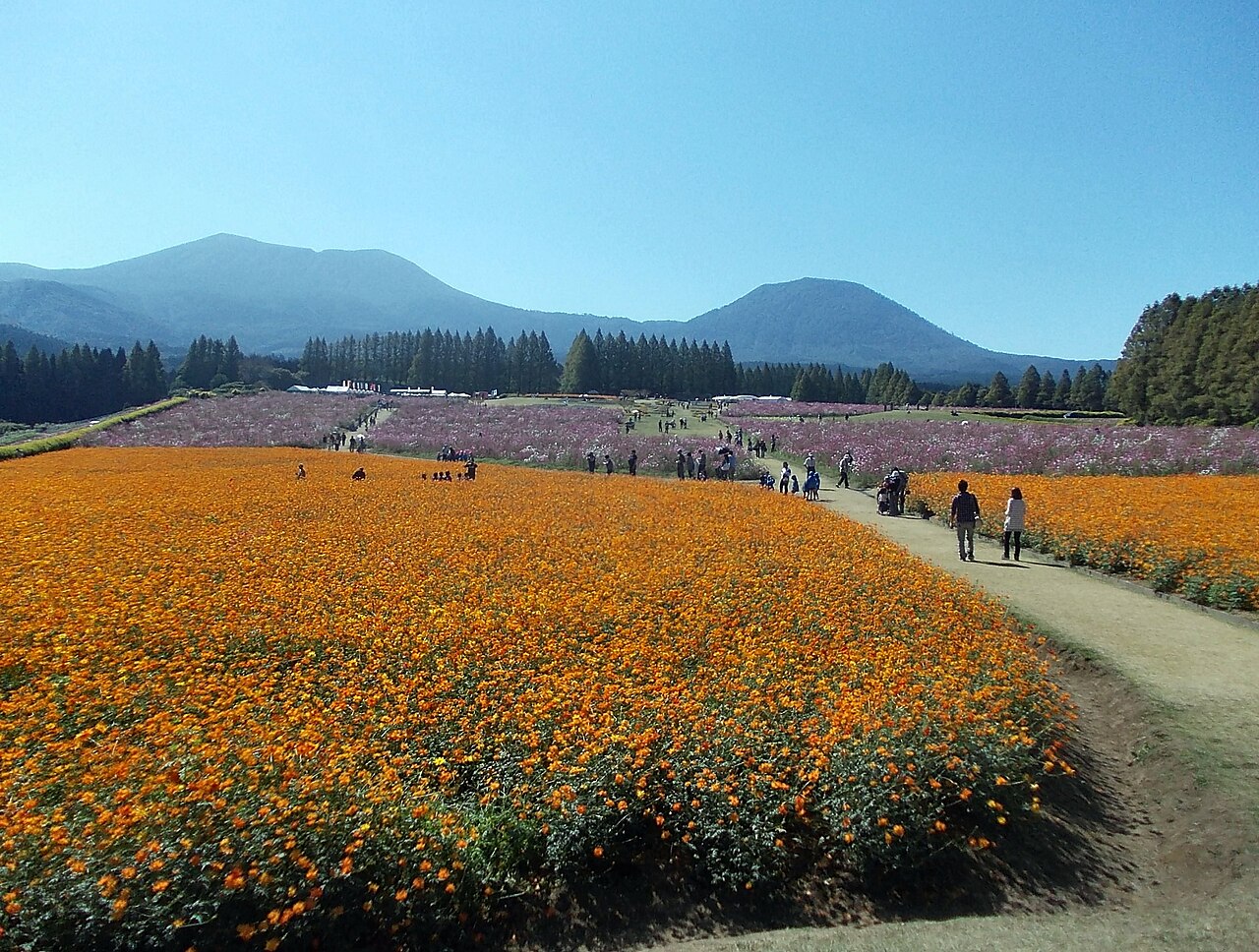 山並みを背景にオレンジとピンクのコスモスが咲く花畑