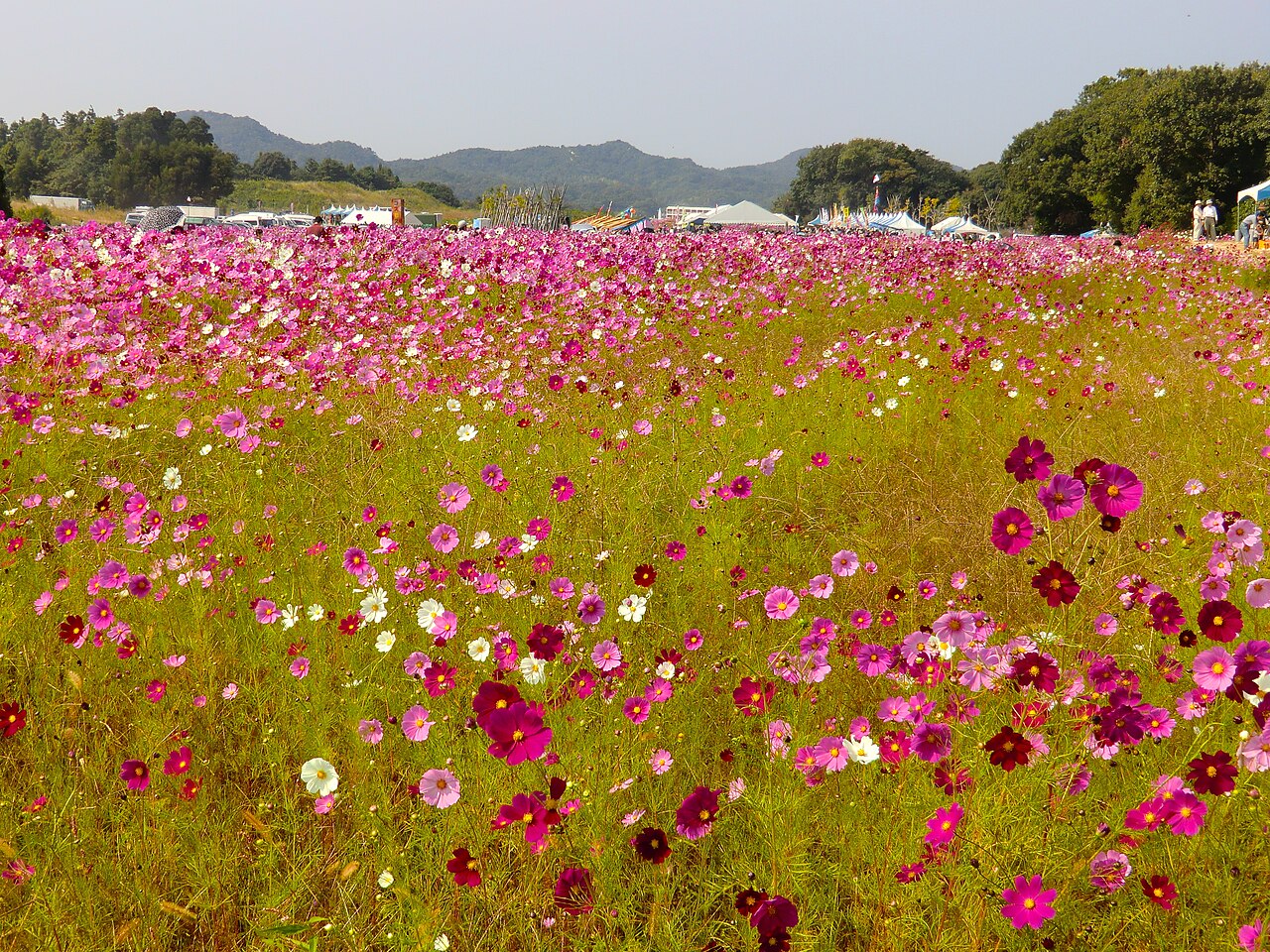 一面に咲くピンクと白のコスモス畑