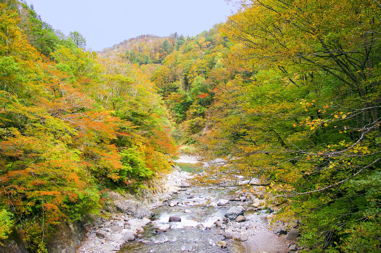 紅葉に染まる渓谷と渓流のイメージ
