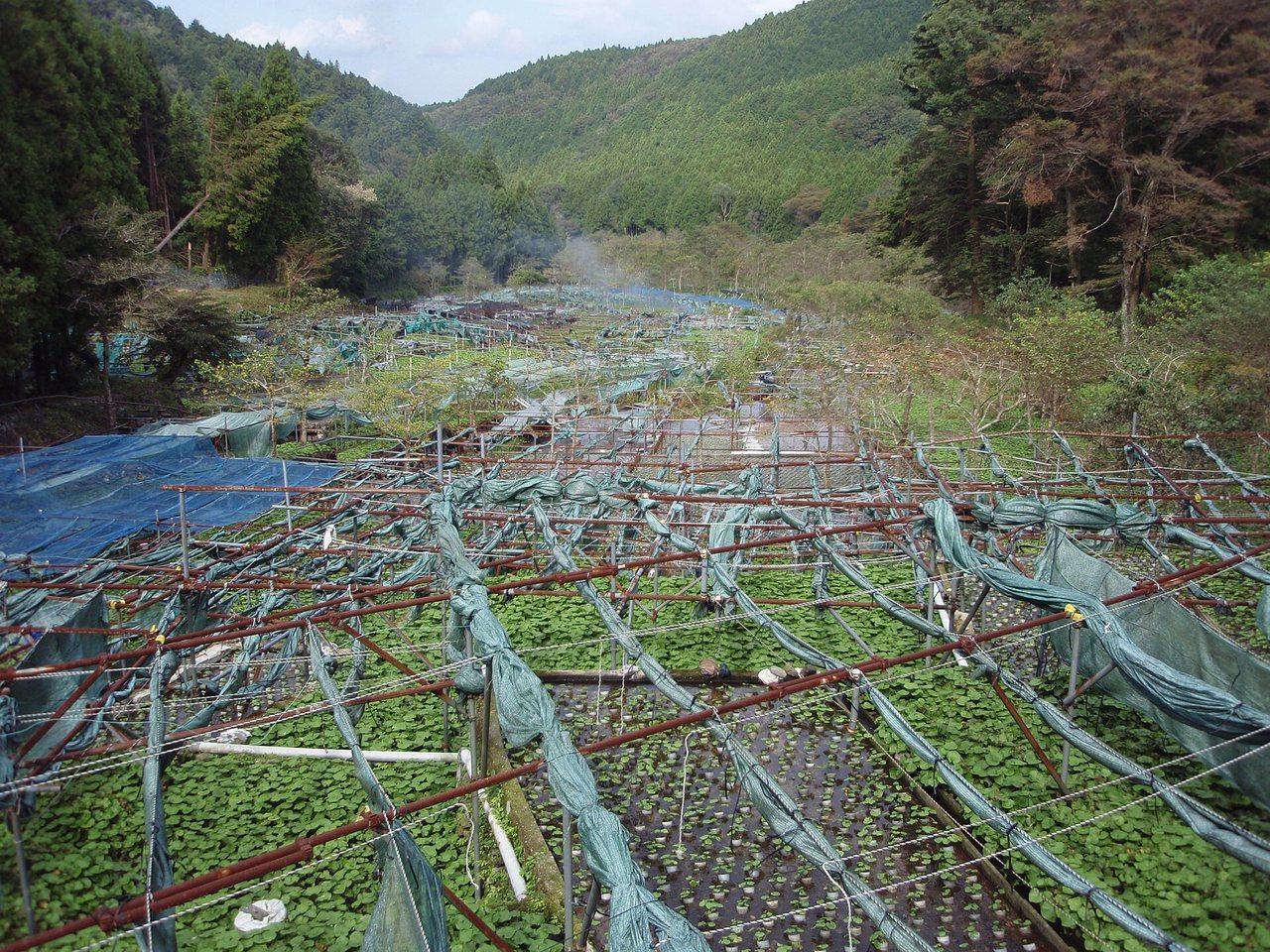 谷あいに広がる伊豆市筏場のわさび田