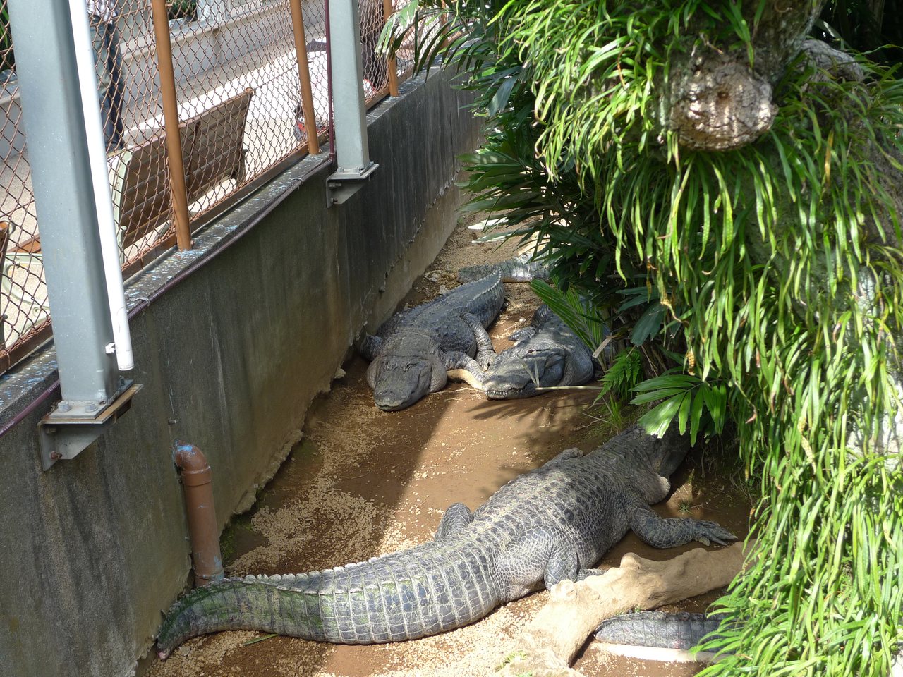 熱川バナナワニ園のワニ（東伊豆町）