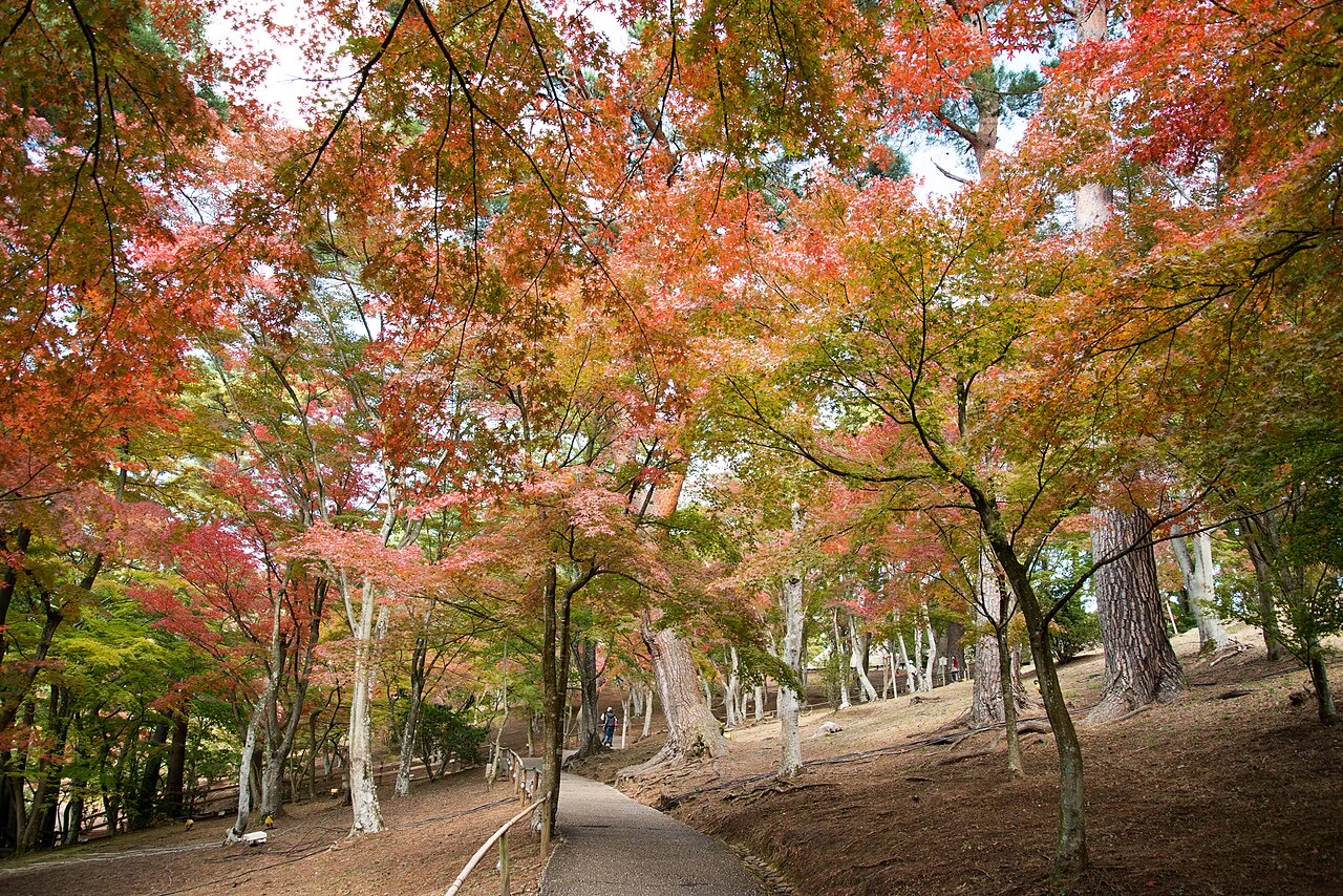 修善寺虹の郷のもみじ林（撮影：Tetsuji Sakakibara／CC BY-SA 2.0、Wikimedia Commons）