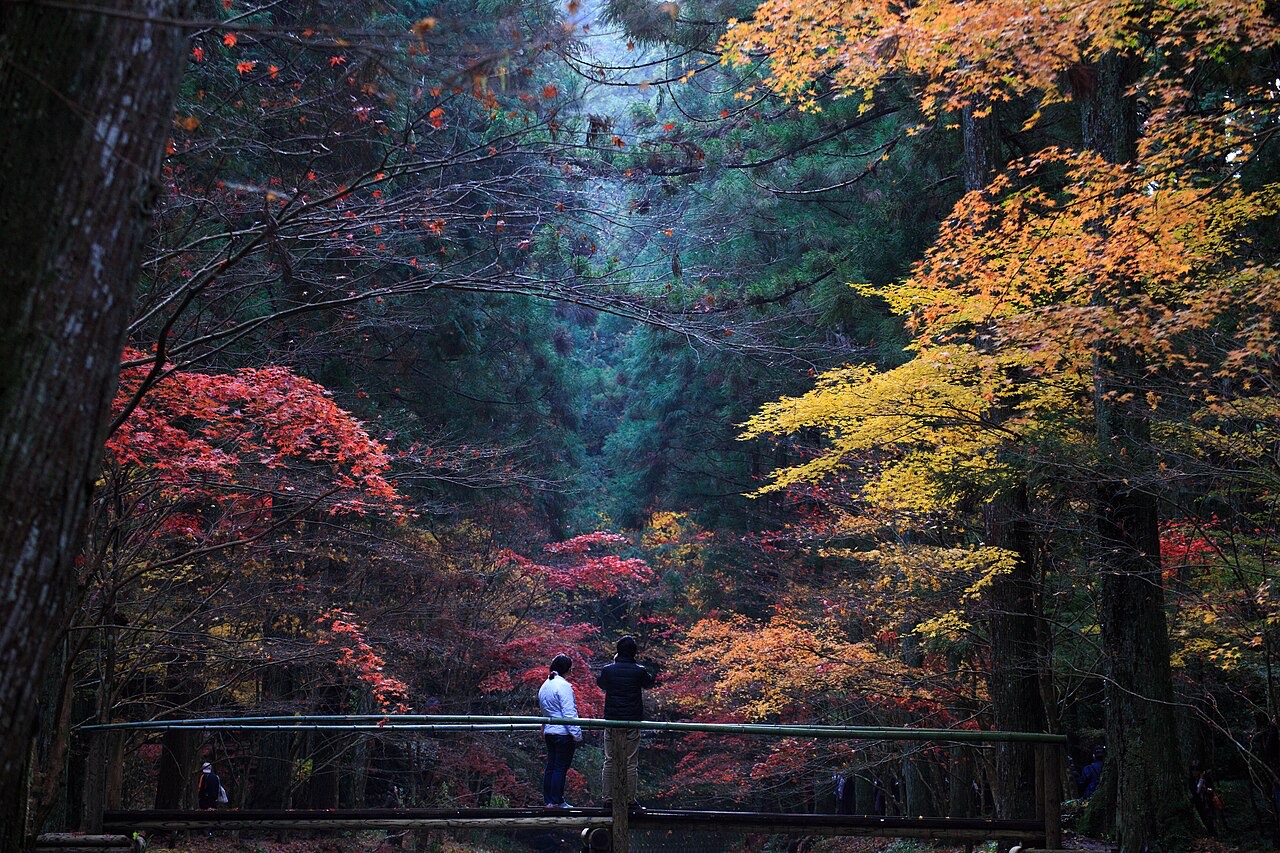 小國神社の宮川沿いを彩る紅葉（撮影：nubobo／CC BY 2.0、Wikimedia Commons）