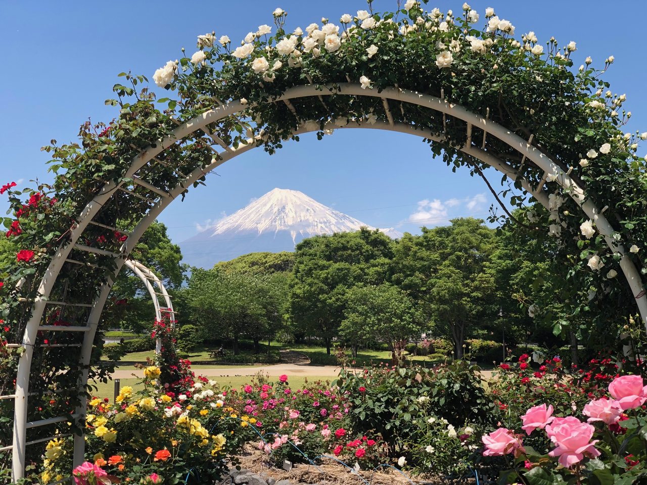 バラのアーチ越しに見える富士山（富士市中央公園 西エリアのバラ園）
