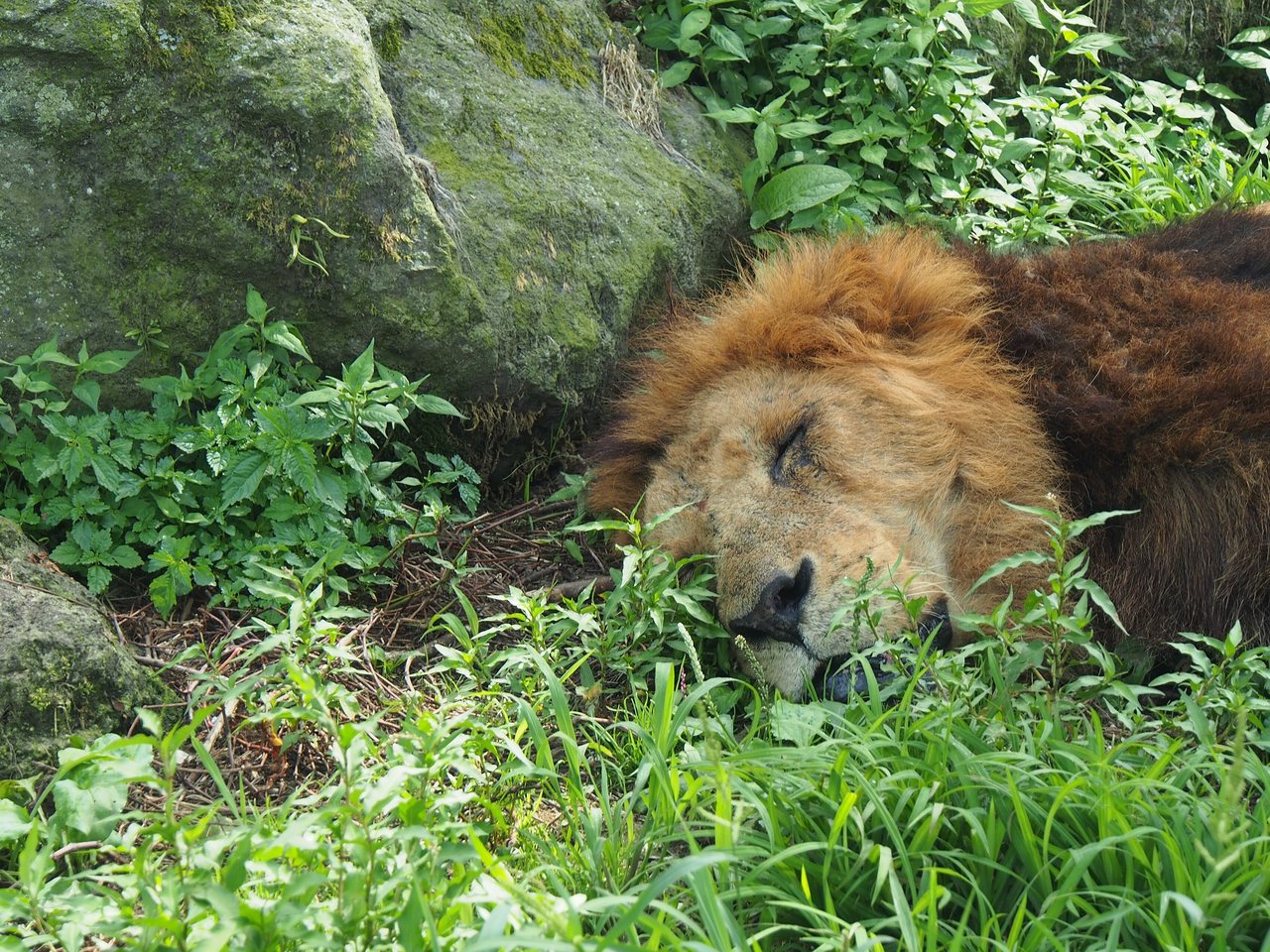 富士サファリパークで眠るライオン