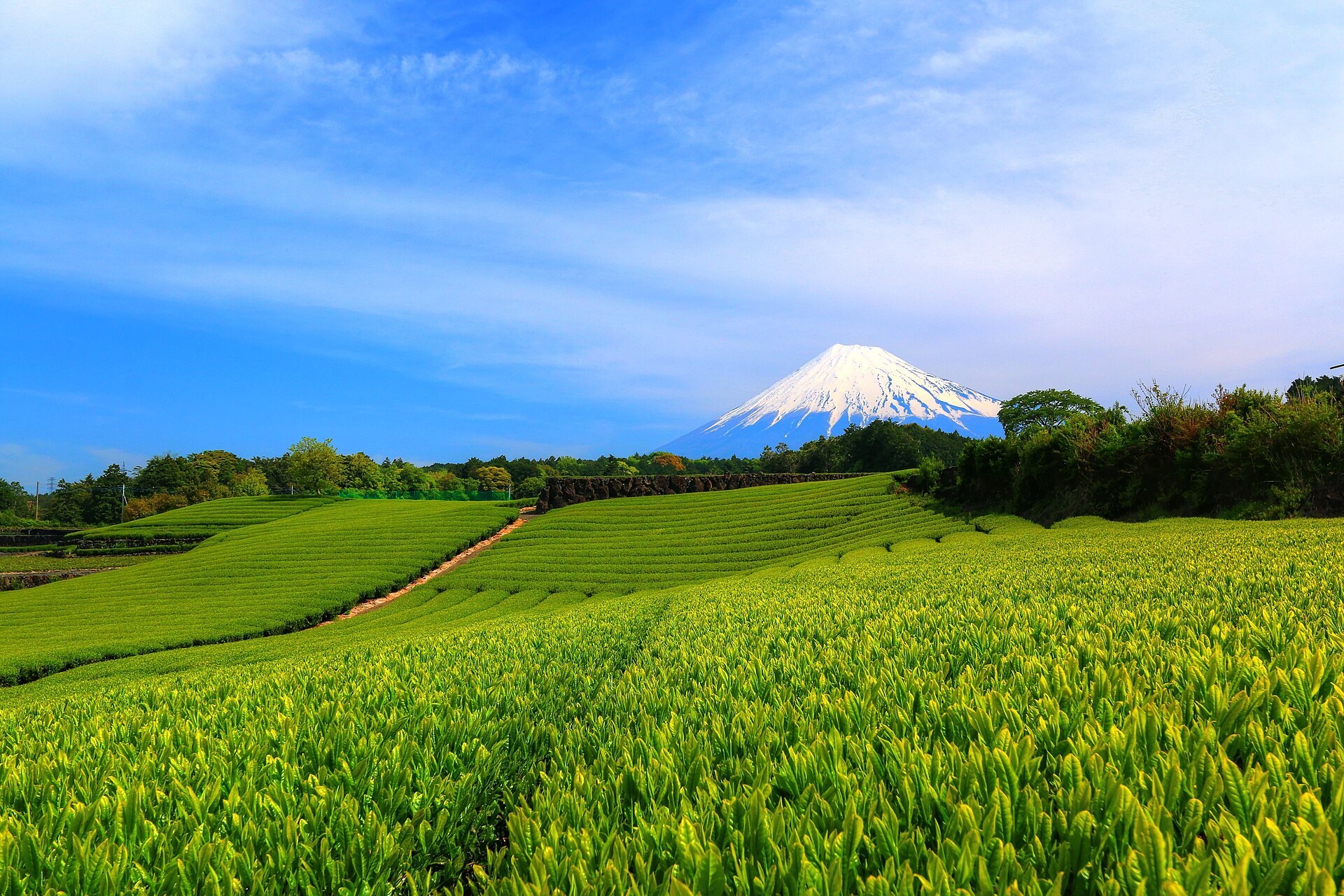 富士市今宮の茶畑と富士山