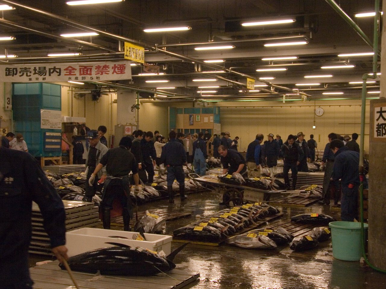 卸売市場の卸売場に並べられたマグロ